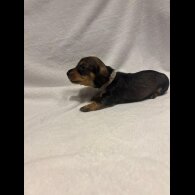 Dachshund (Wire Haired)