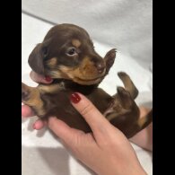 Dachshund (Wire Haired)