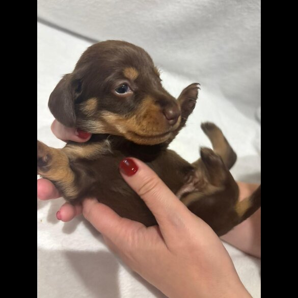 Dachshund (Wire Haired)