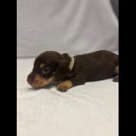 Dachshund (Wire Haired)