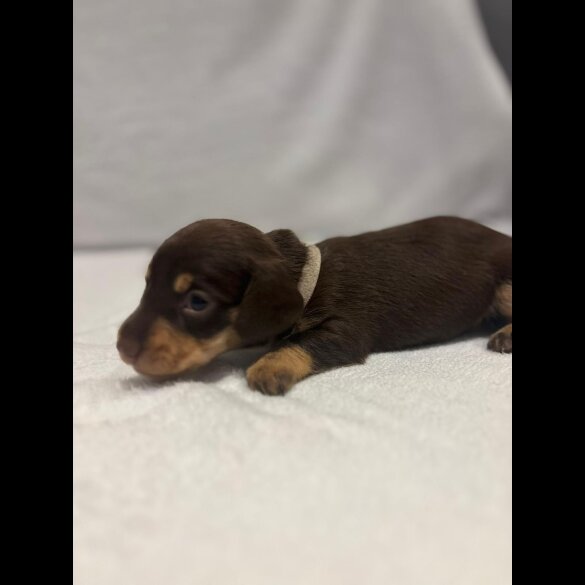 Dachshund (Wire Haired)