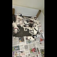 Dalmatian