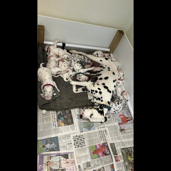 Dalmatian