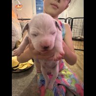 Dalmatian