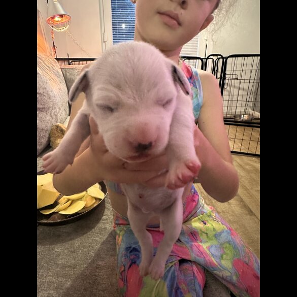 Dalmatian