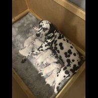 Dalmatian