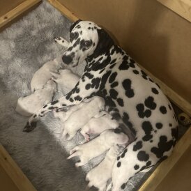 Dalmatian