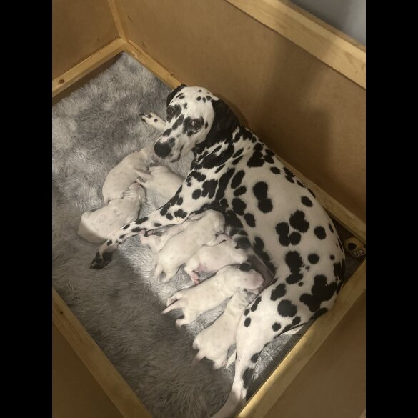 Dalmatian