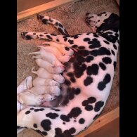Dalmatian