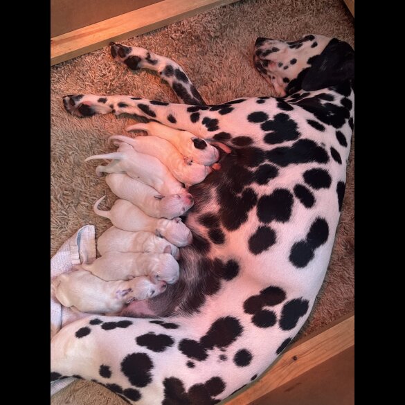 Dalmatian