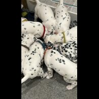 Dalmatian