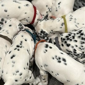 Dalmatian