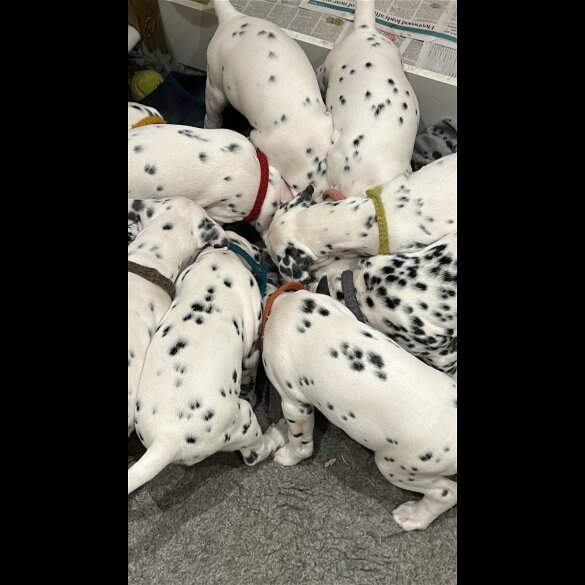 Dalmatian