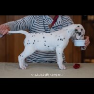 Dalmatian