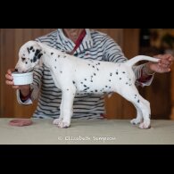 Dalmatian