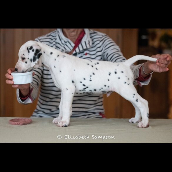 Dalmatian