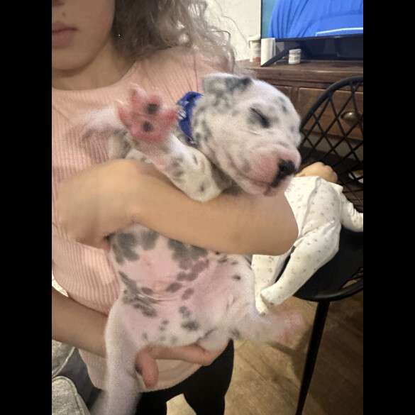 Dalmatian