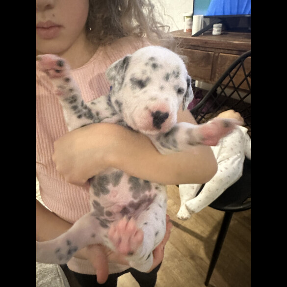 Dalmatian