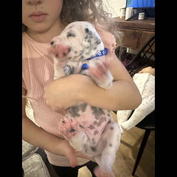 Dalmatian