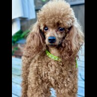 Toy Poodle