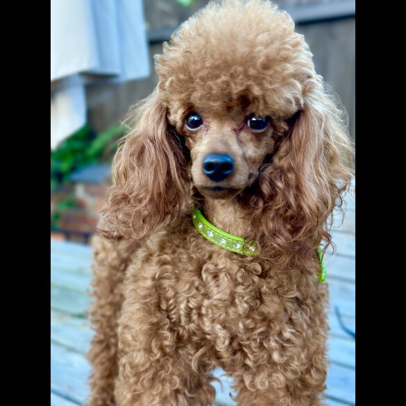 Toy Poodle