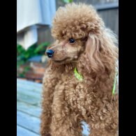 Toy Poodle