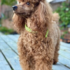 Toy Poodle