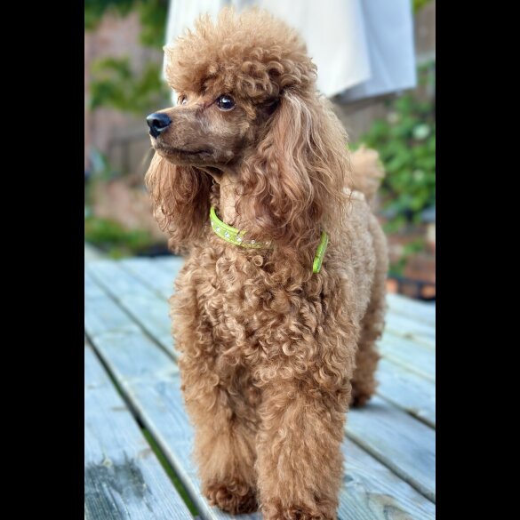 Toy Poodle