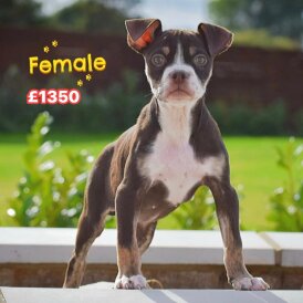 English Bulldog