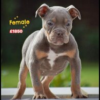 English Bulldog