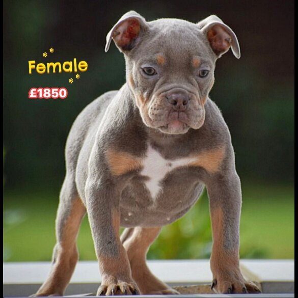 English Bulldog