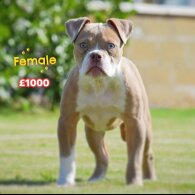 English Bulldog