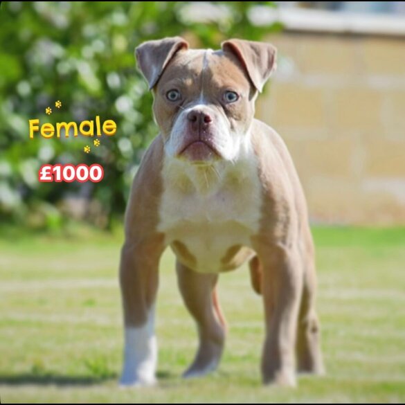 English Bulldog