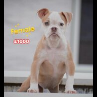 English Bulldog