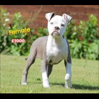 English Bulldog