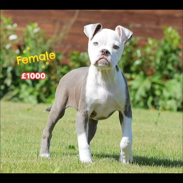 English Bulldog