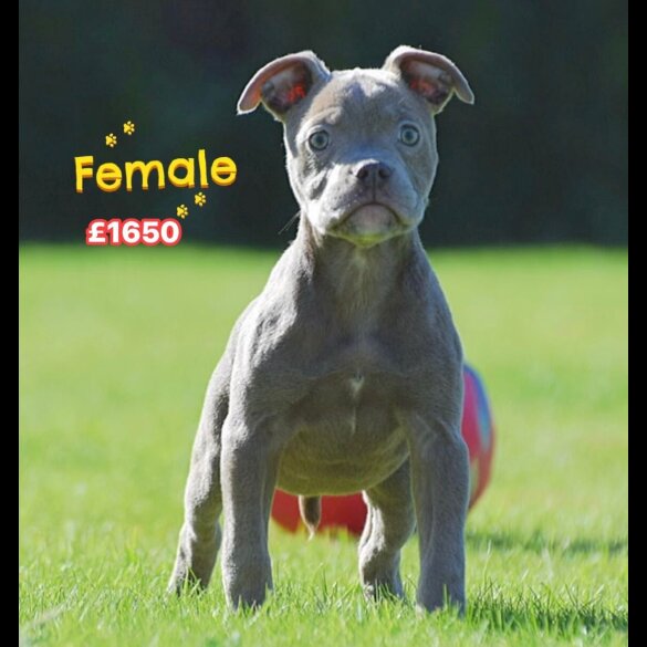 English Bulldog