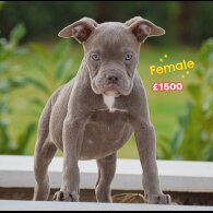 English Bulldog