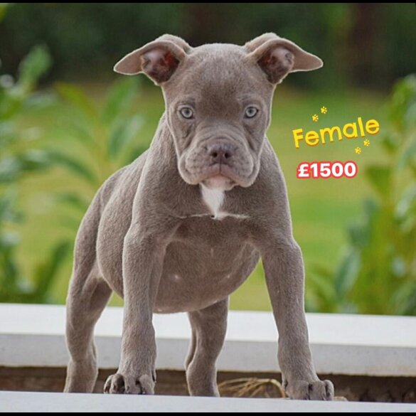 English Bulldog