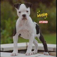 English Bulldog
