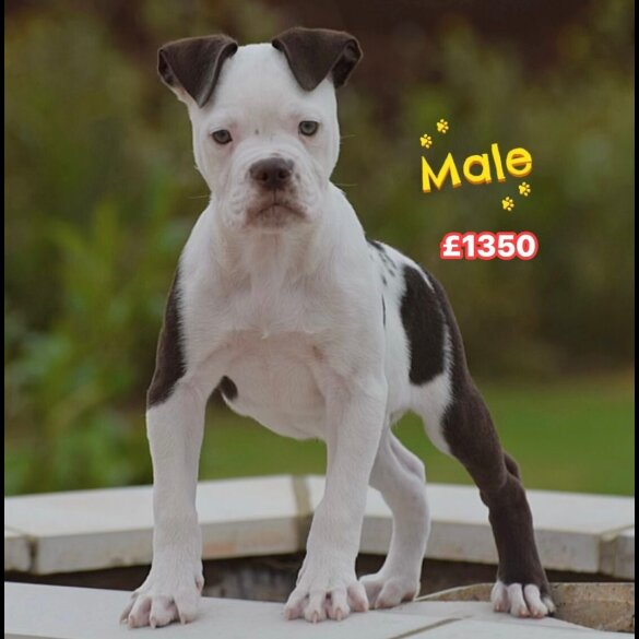 English Bulldog