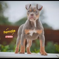 English Bulldog