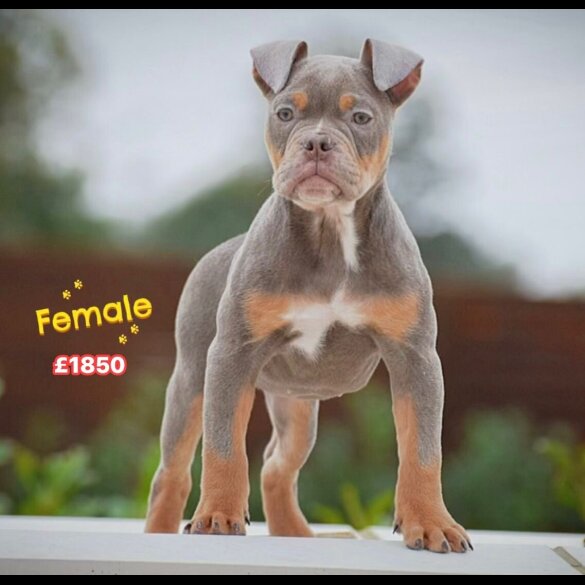 English Bulldog