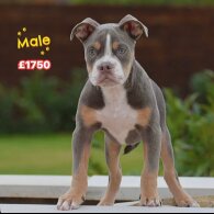 English Bulldog