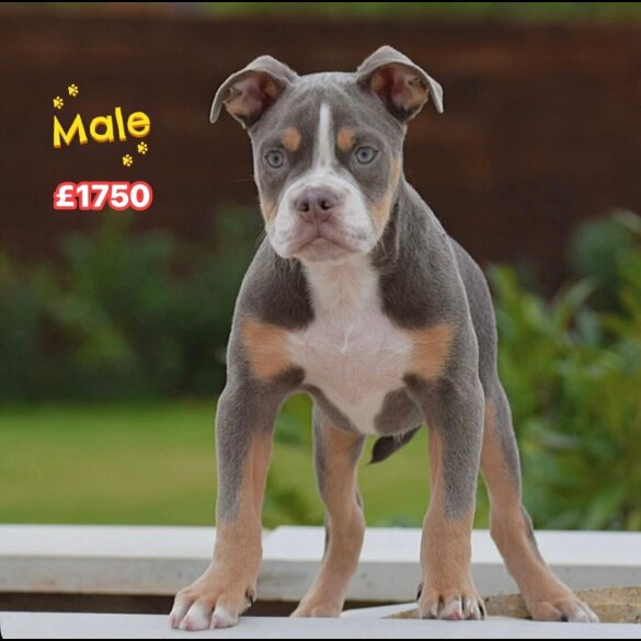 English Bulldog