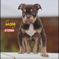 English Bulldog