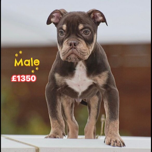 English Bulldog
