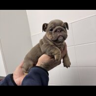 English Bulldog