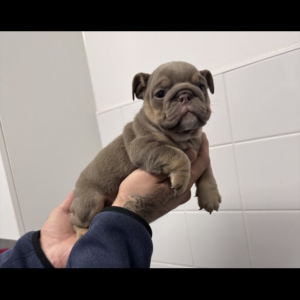 English Bulldog