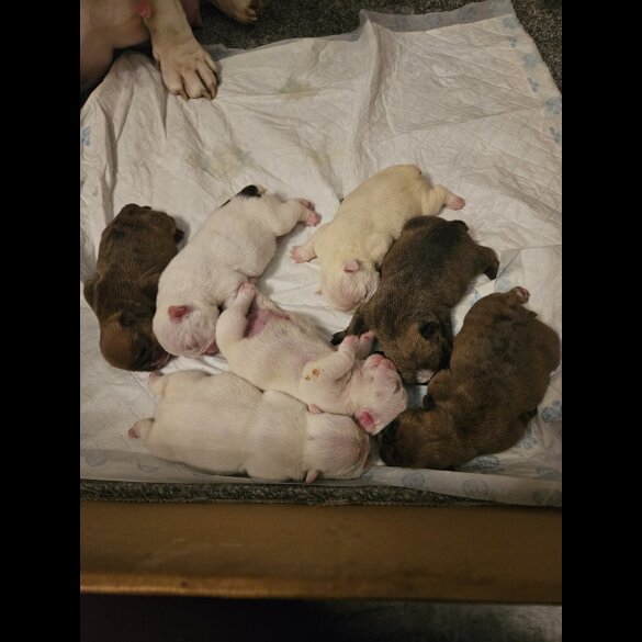 English Bulldog